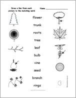Match the Plant Words to the Pictures