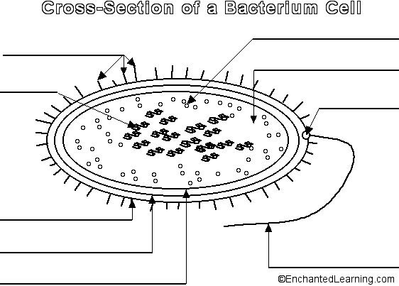 Bacterium cell to label