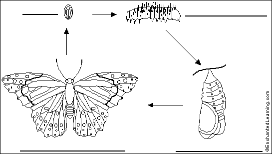 label butterfly coloring pages - photo #3